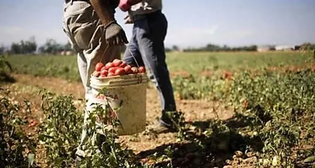 Caporalato e lavoro nero valgono 77 miliardi, la Calabria maglia nera d’Italia: il 17,9% degli occupati è irregolare\n