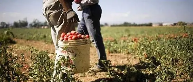 Caporalato e lavoro nero valgono 77 miliardi, la Calabria maglia nera d’Italia: il 17,9% degli occupati è irregolare\n