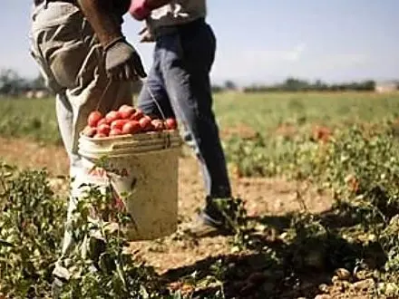 Caporalato e lavoro nero valgono 77 miliardi, la Calabria maglia nera d’Italia: il 17,9% degli occupati è irregolare
