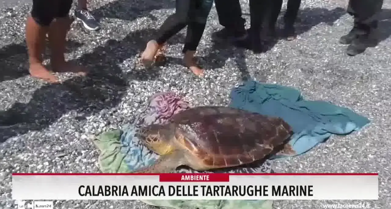 Calabria amica delle tartarughe marine