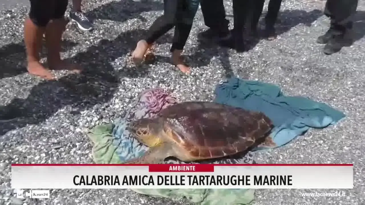 Calabria amica delle tartarughe marine