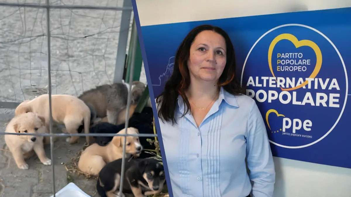 Altri nove cuccioli abbandonati a Reggio,\u00A0Papaianni (Alternativa Popolare Calabria): «Serve impegno comune per contrastare il fenomeno»\n