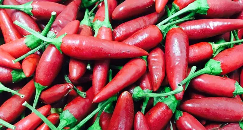 Ufficiale l’Igp per il peperoncino di Calabria, Cia: «Potente strumento di contrasto alle contraffazioni»\n
