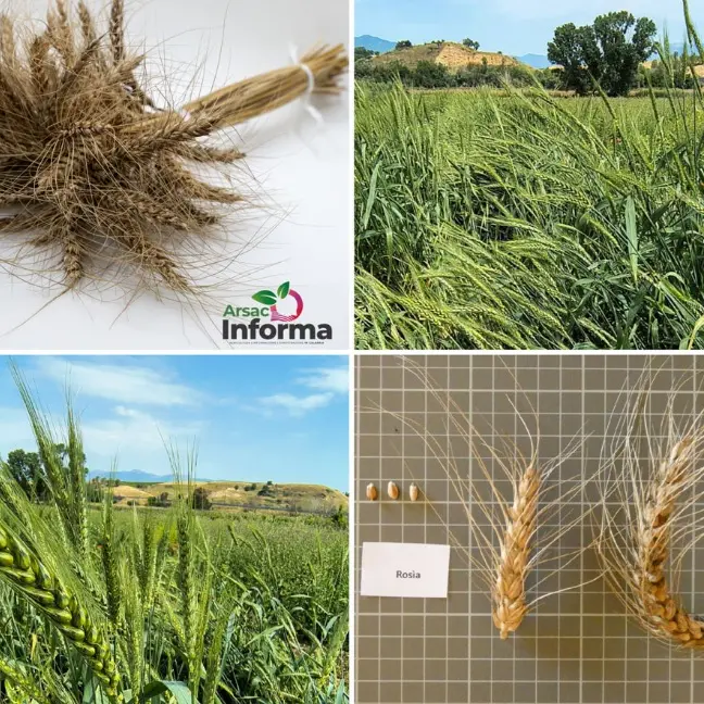 Il ministero dell’Agricoltura inserisce il grano Rosìa di Maierato tra le varietà italiane da conservazione\n