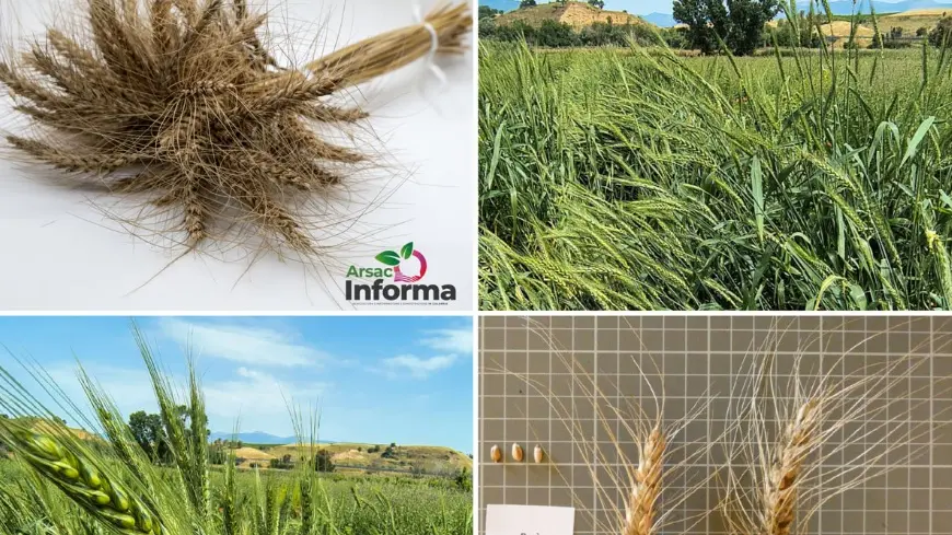 <p>Il grano Rosìa che si produce a Maierato entra tra le Varietà italiane da conservazione</p>\\n