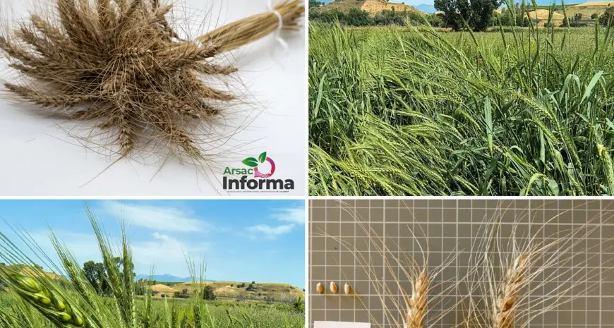 Il ministero dell’Agricoltura inserisce il grano Rosìa di Maierato tra le varietà italiane da conservazione\n
