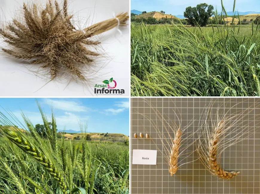Il ministero dell’Agricoltura inserisce il grano Rosìa di Maierato tra le varietà italiane da conservazione\n