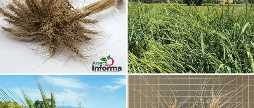 Il ministero dell’Agricoltura inserisce il grano Rosìa di Maierato tra le varietà italiane da conservazione\n