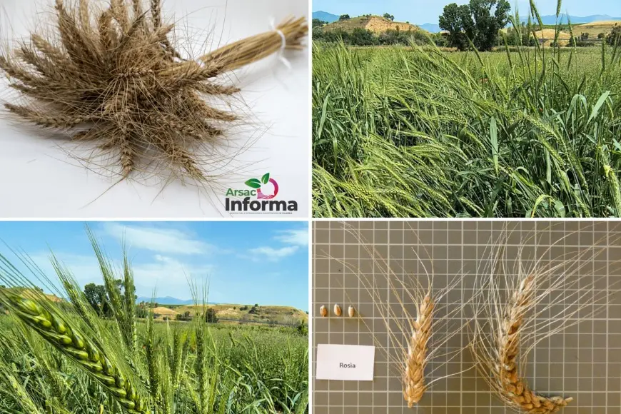 Il ministero dell’Agricoltura inserisce il grano Rosìa di Maierato tra le varietà italiane da conservazione\n