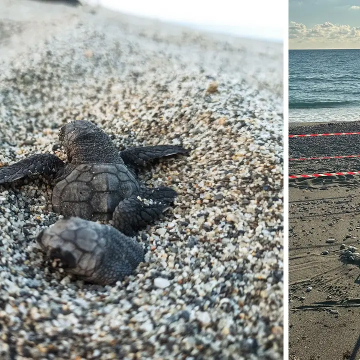 Sveglia alle 4:30 per le tartarughe: l’estate speciale dei volontari WWF\n
