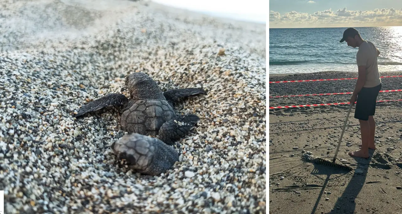 Sveglia alle 4:30 per le tartarughe: l’estate speciale dei volontari WWF\n