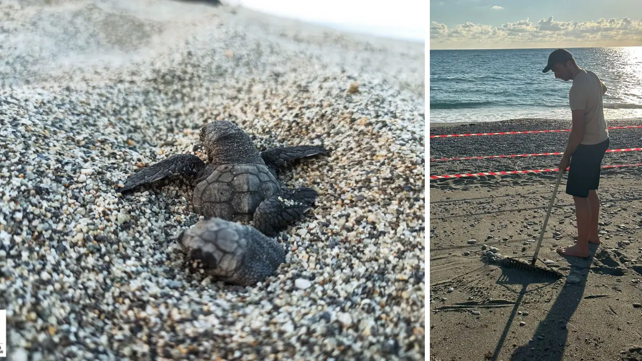 Sveglia alle 4:30 per le tartarughe: l’estate speciale dei volontari WWF\n