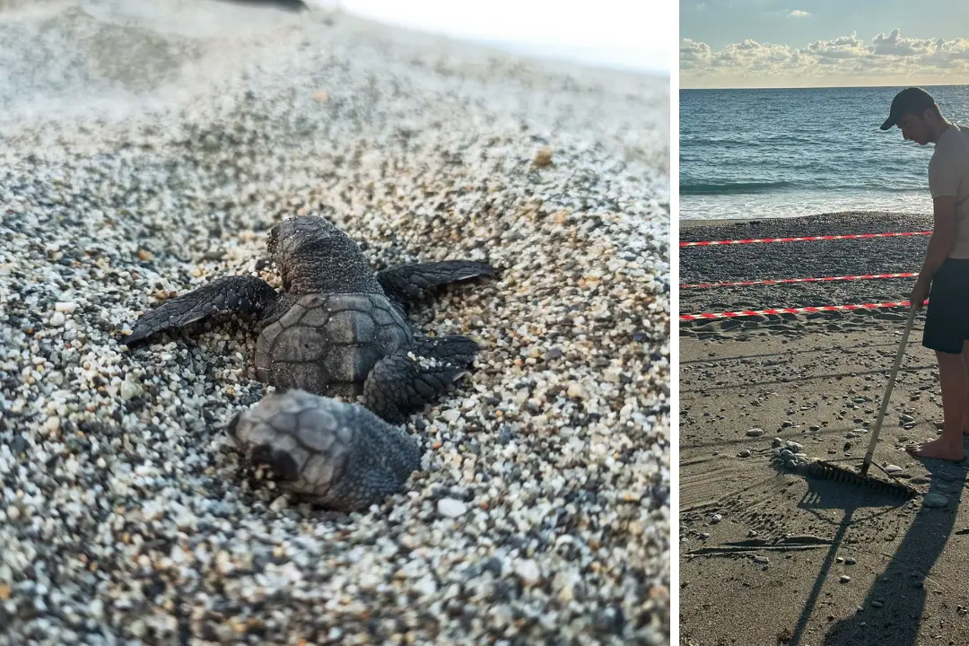 Sveglia alle 4:30 per le tartarughe: l’estate speciale dei volontari WWF\n