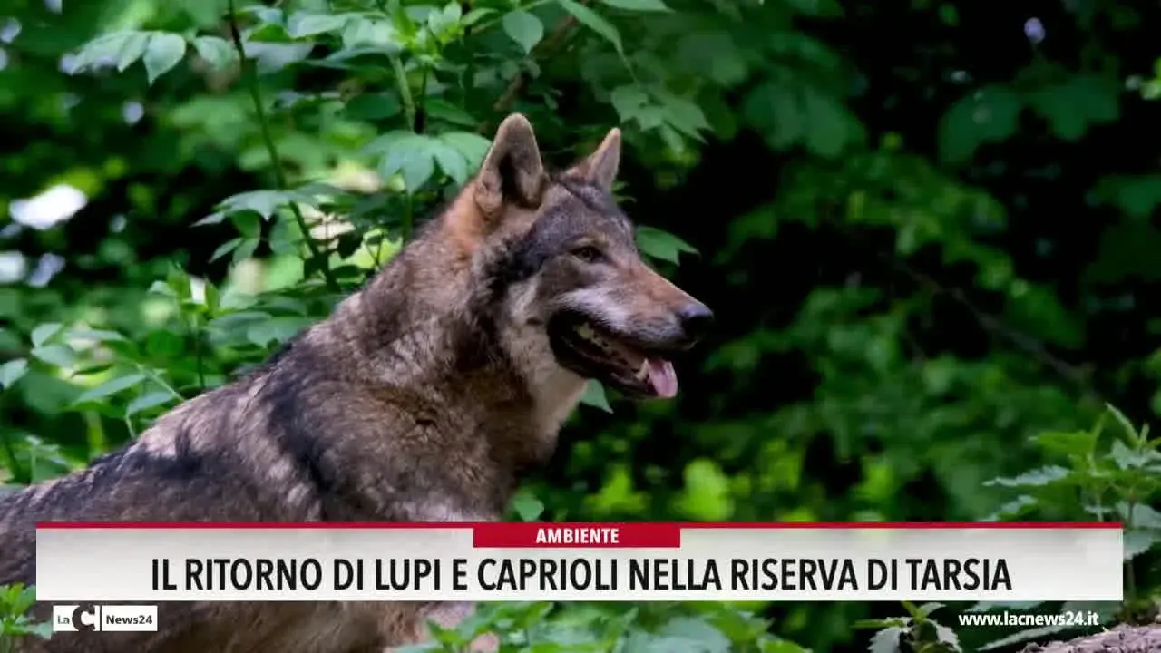 Il ritorno di lupi e caprioli nella Riserva di Tarsia
