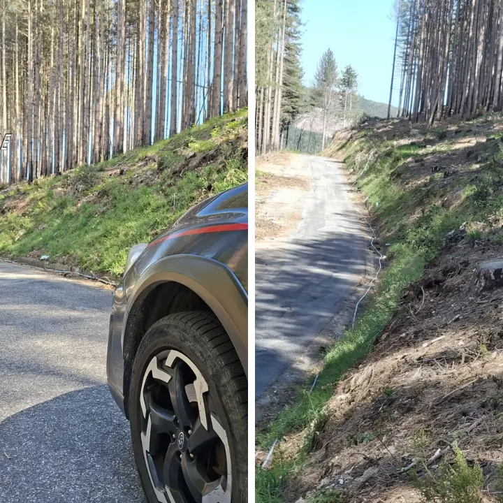 Taglio abusivo di 372 alberi a Nardodipace, sequestrata un’area comunale a Monte Palella\n