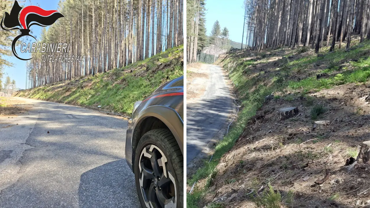 <p><span style=\"color:hsl(0, 75%, 60%);\">Taglio abusivo</span> di 372 alberi a Nardodipace, sequestrata un’area comunale a Monte Palella</p>