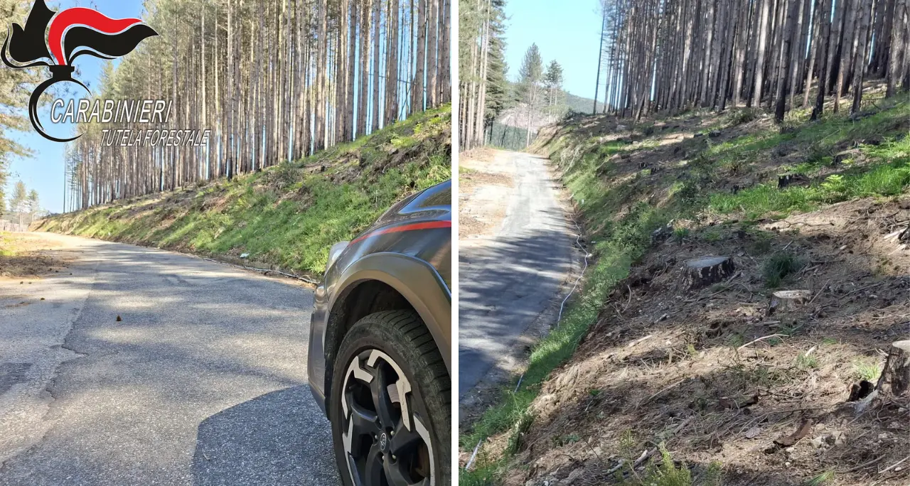 <p><span style=\"color:hsl(0, 75%, 60%);\">Taglio abusivo</span> di 372 alberi a Nardodipace, sequestrata un’area comunale a Monte Palella</p>