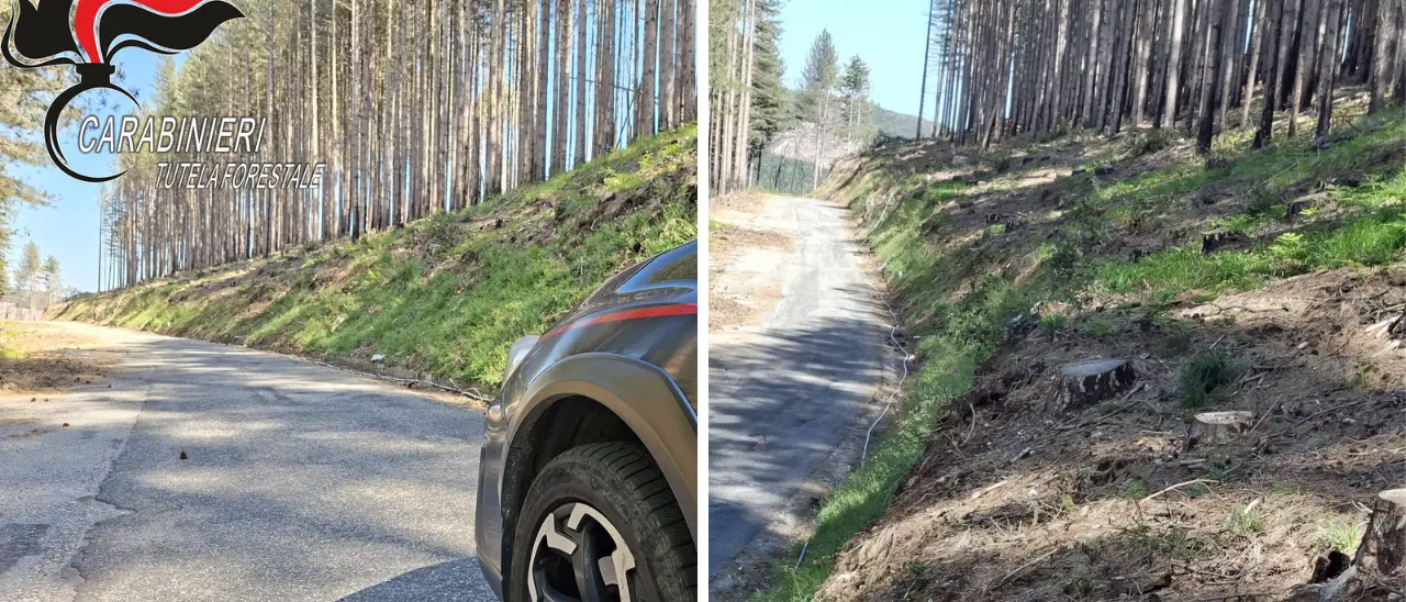 Taglio abusivo di 372 alberi a Nardodipace, sequestrata un’area comunale a Monte Palella\n