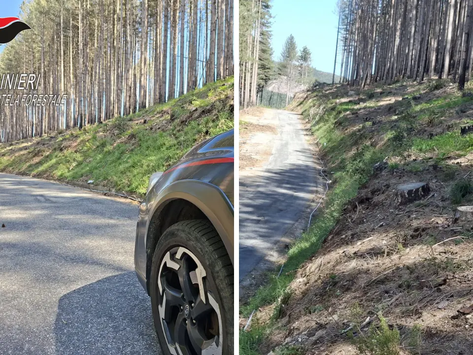 Taglio abusivo di 372 alberi a Nardodipace, sequestrata un’area comunale a Monte Palella