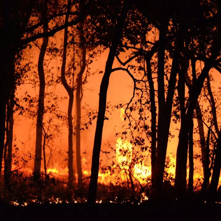 Incendi boschivi, nel 2025 quasi raddoppiano i roghi in Italia. La Calabria tra le regioni più colpite\n