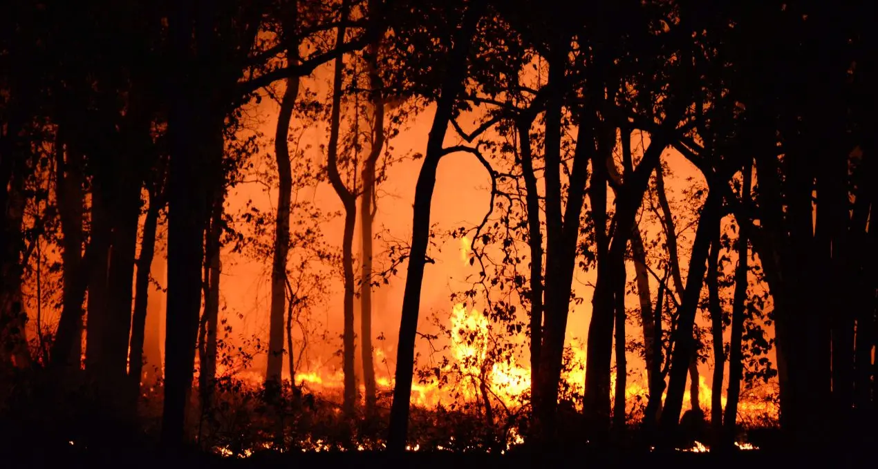 Incendi boschivi, nel 2025 quasi raddoppiano i roghi in Italia. La Calabria tra le regioni più colpite\n