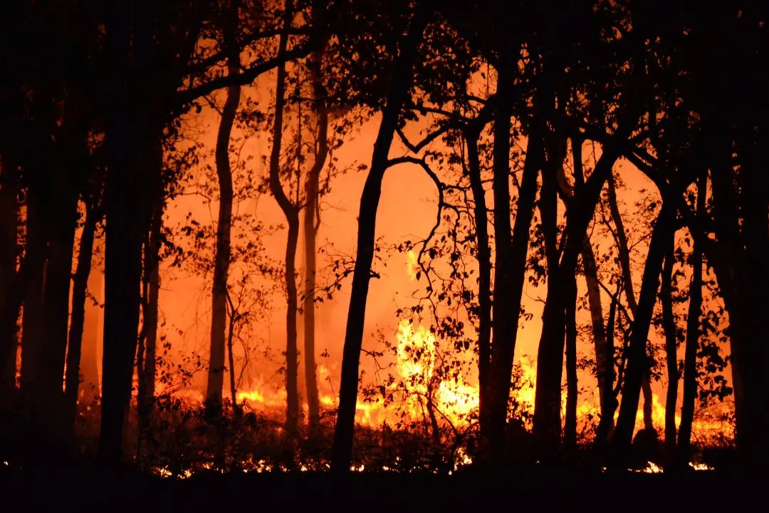 Incendi boschivi, nel 2025 quasi raddoppiano i roghi in Italia. La Calabria tra le regioni più colpite\n