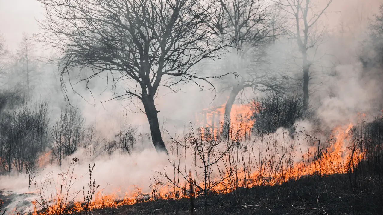 Incendio a Crotone lambisce la Statale 106: strada chiusa in entrambe le direzioni\u00A0\n