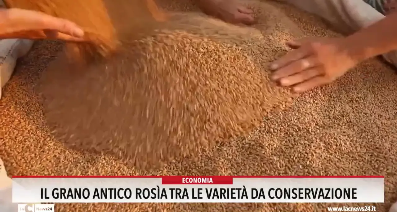 Il grano antico tra le varietà da conservazione