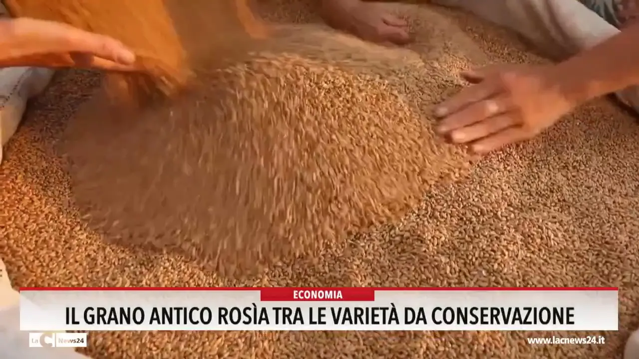 Il grano antico tra le varietà da conservazione