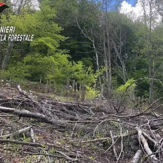 Taglio abusivo di alberi a Nardodipace, Greco (Prc): «Sanzioni insufficienti, si cambino le leggi sulle tutele ambientali»\n