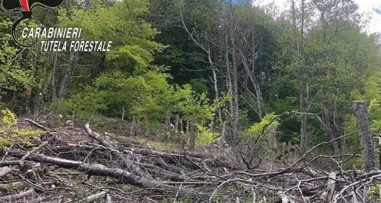 Taglio abusivo di alberi a Nardodipace, Greco (Prc): «Sanzioni insufficienti, si cambino le leggi sulle tutele ambientali»\n