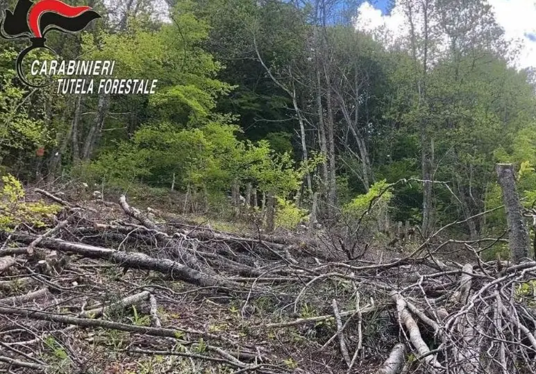 Nardodipace, il sindaco replica sul taglio di 372 alberi e il sequestro dell’area comunale: «Tutto legittimo, questione di sicurezza»\n