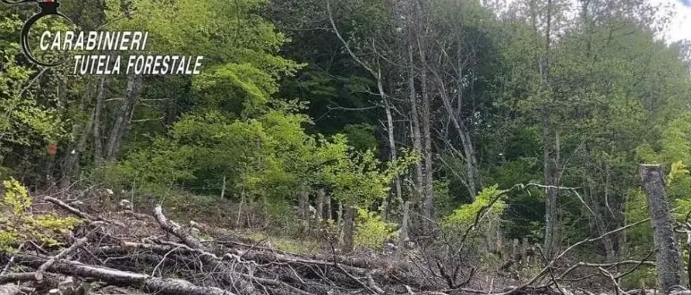 Nardodipace, il sindaco replica sul taglio di 372 alberi e il sequestro dell’area comunale: «Tutto legittimo, questione di sicurezza»\n