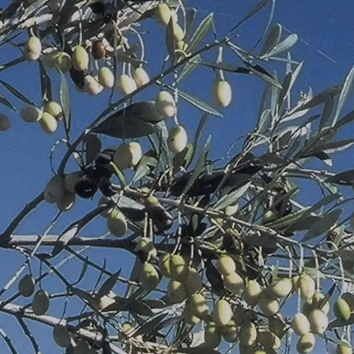Ventiquattro detenuti diventano assaggiatori di olio: il progetto calabrese che salva l’antico Olivo della Madonna\n