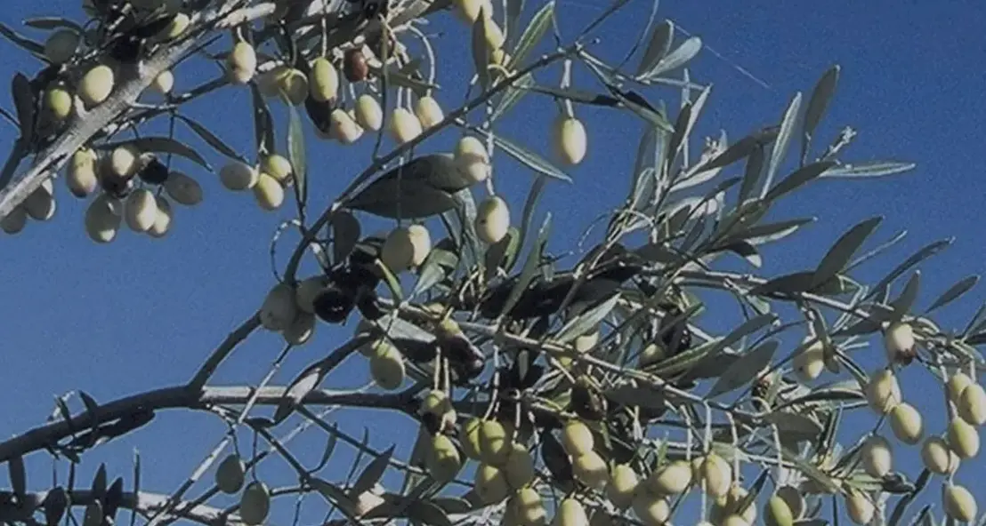 <p>Ventiquattro detenuti diventano <span style=\"color:hsl(0, 75%, 60%);\">assaggiatori di olio</span>: il progetto calabrese che salva l’antico Olivo della Madonna</p>