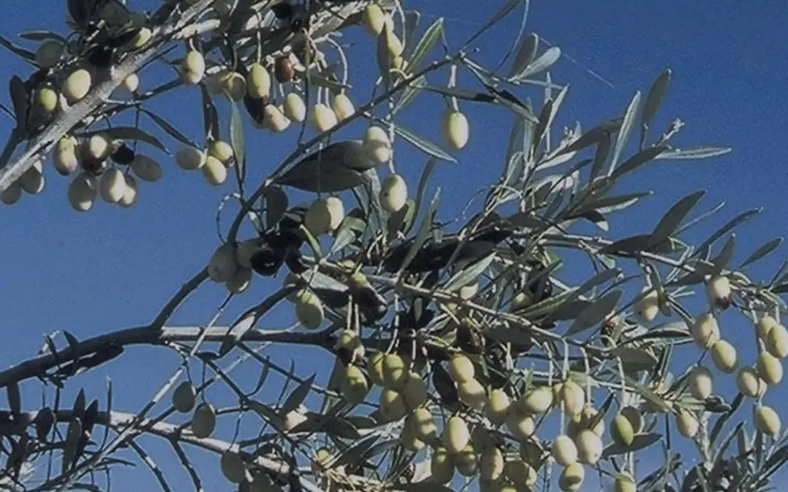 Ventiquattro detenuti diventano assaggiatori di olio: il progetto calabrese che salva l’antico Olivo della Madonna\n