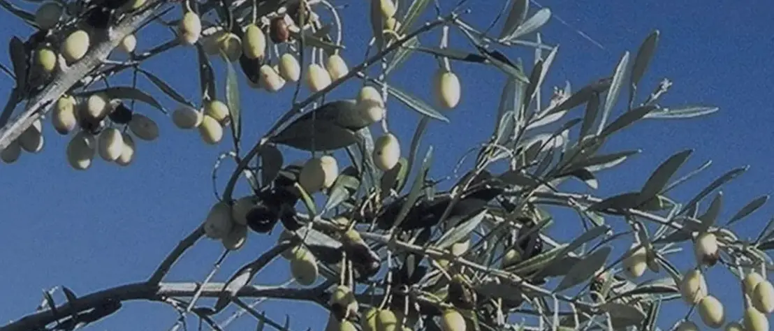 Ventiquattro detenuti diventano assaggiatori di olio: il progetto calabrese che salva l’antico Olivo della Madonna\n