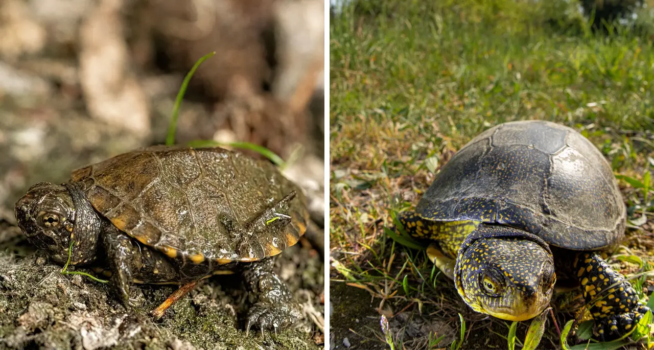 Parco delle Serre,\u00A0300mila euro per la reintroduzione della testuggine palustre e la bonifica della Rete Natura 2000\n