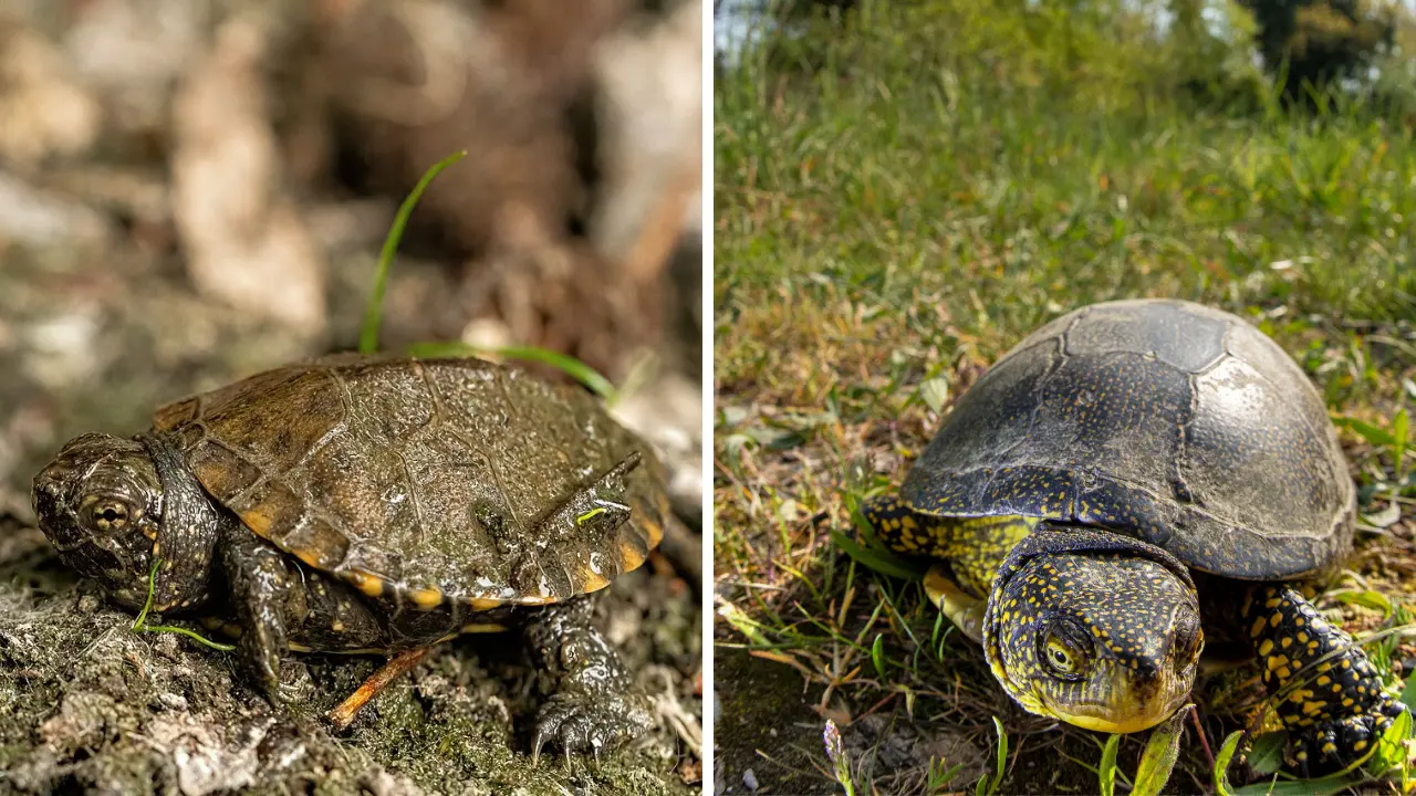 Parco delle Serre,\u00A0300mila euro per la reintroduzione della testuggine palustre e la bonifica della Rete Natura 2000\n