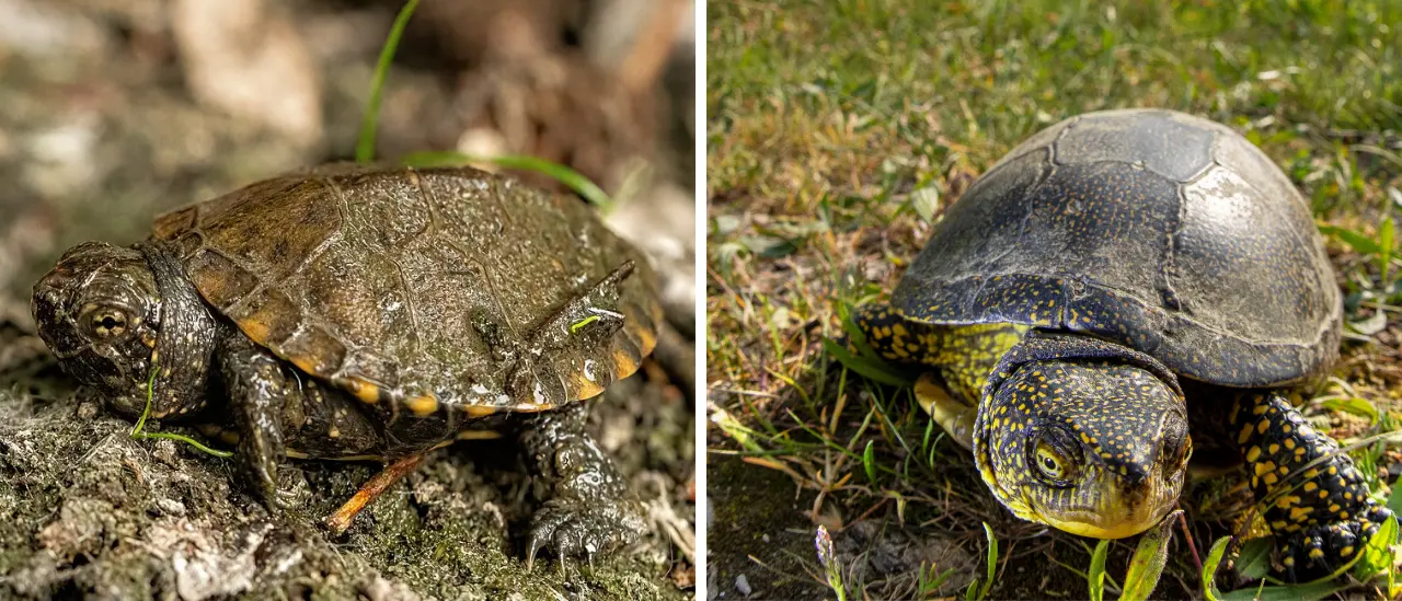 Parco delle Serre,\u00A0300mila euro per la reintroduzione della testuggine palustre e la bonifica della Rete Natura 2000\n