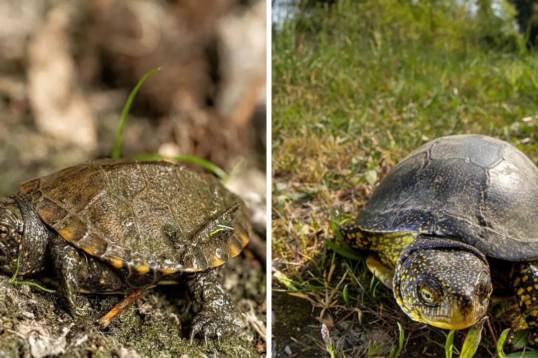 Parco delle Serre,\u00A0300mila euro per la reintroduzione della testuggine palustre e la bonifica della Rete Natura 2000\n