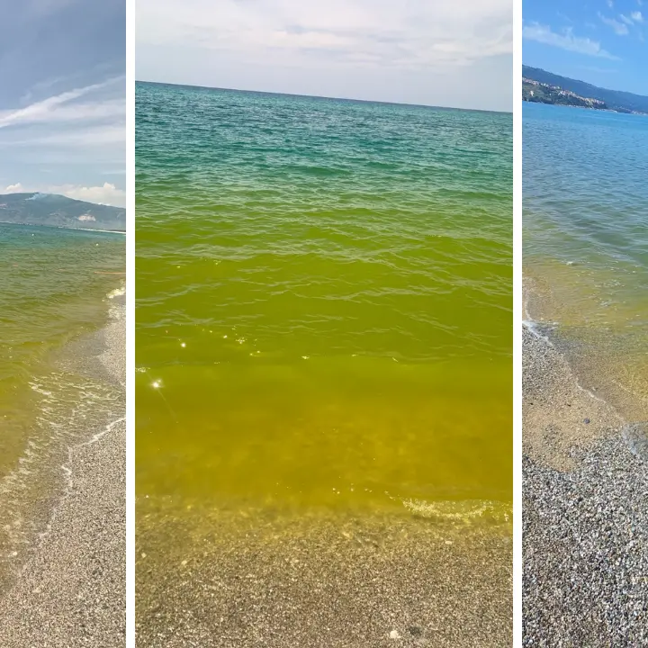 La stretta sulla\u00A0depurazione non elimina il “mare verde” nel golfo di Sant’Eufemia: la fioritura algale è già iniziata\n