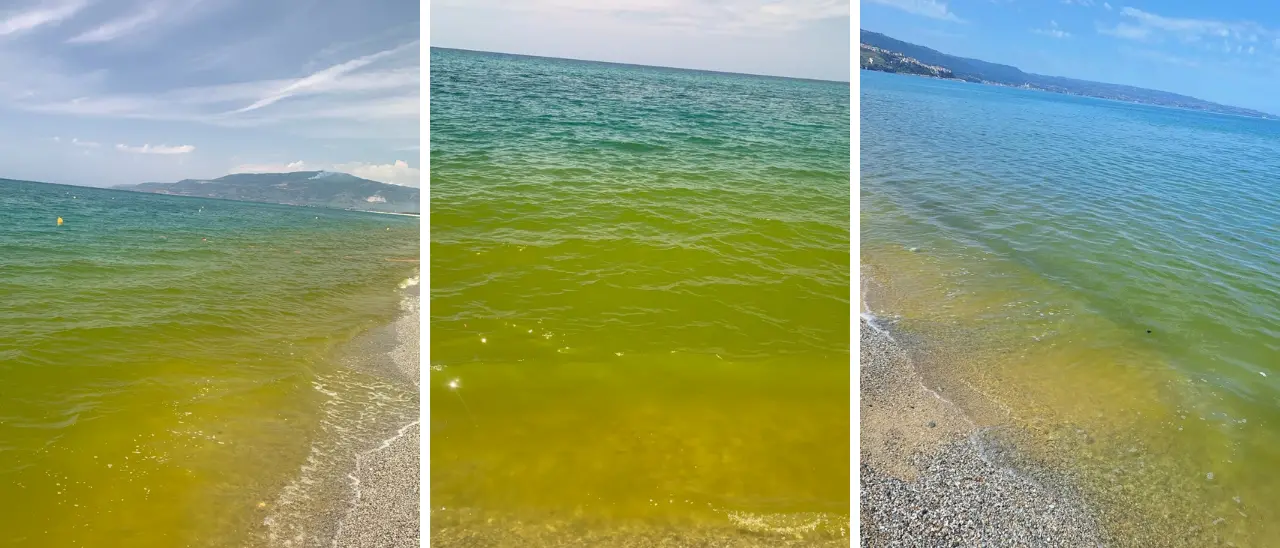 La stretta sulla\u00A0depurazione non elimina il “mare verde” nel golfo di Sant’Eufemia: la fioritura algale è già iniziata\n