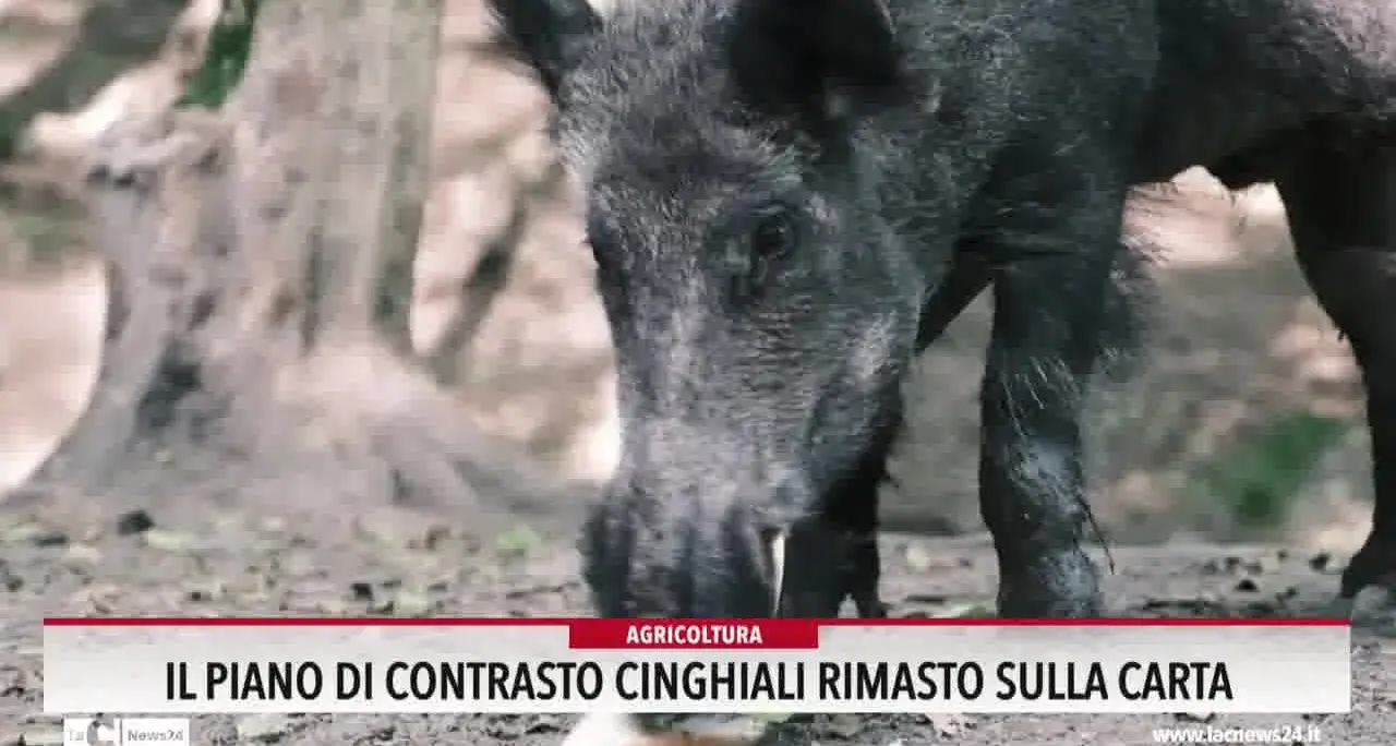 Il piano di contrasto cinghiali rimasto sulla carta