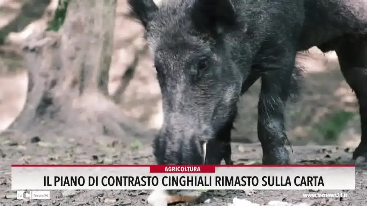 Il piano di contrasto cinghiali rimasto sulla carta