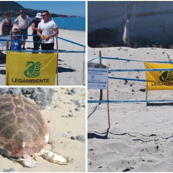 Tartarughe Caretta caretta, due nidi individuati\u00A0tra Formicoli e Parghelia. Legambiente:\u00A0«Messi in sicurezza»\n