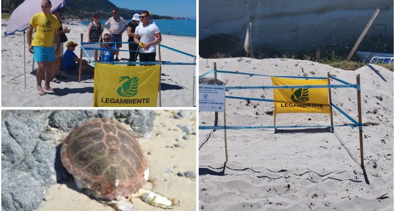 Tartarughe Caretta caretta, due nidi individuati\u00A0tra Formicoli e Parghelia. Legambiente:\u00A0«Messi in sicurezza»\n