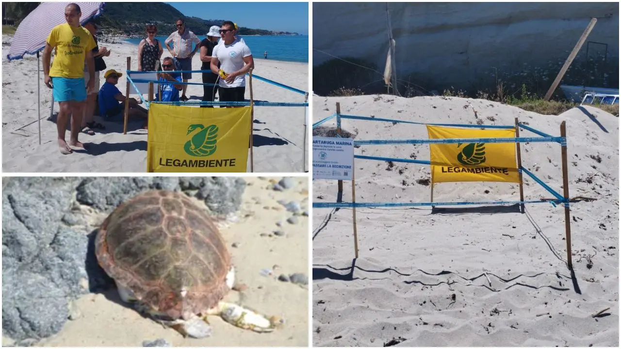Tartarughe Caretta caretta, due nidi individuati\u00A0tra Formicoli e Parghelia. Legambiente:\u00A0«Messi in sicurezza»\n