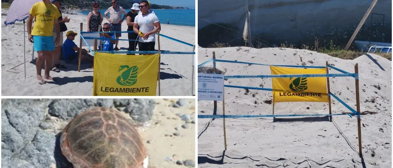 Tartarughe Caretta caretta, due nidi individuati\u00A0tra Formicoli e Parghelia. Legambiente:\u00A0«Messi in sicurezza»\n