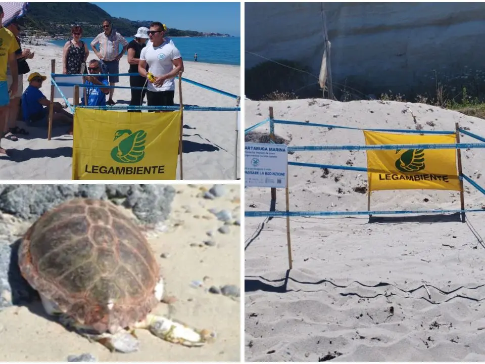 Tartarughe Caretta caretta, due nidi individuati tra Formicoli e Parghelia. Legambiente: «Messi in sicurezza»
